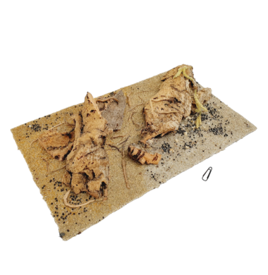 AntScape Biohobby 1823111501002