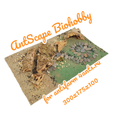 AntScape Biohobby 1824010601001