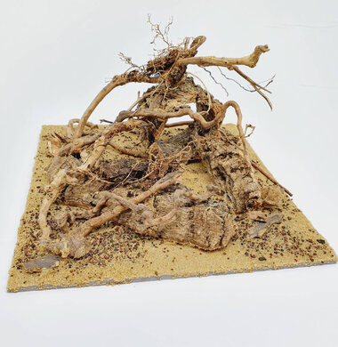 AntScape Biohobby 0623021503023