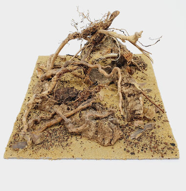 AntScape Biohobby 0623021503023