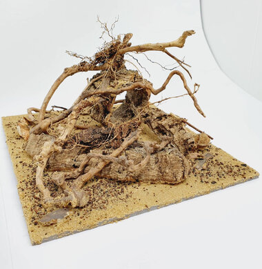 AntScape Biohobby 0623021503023