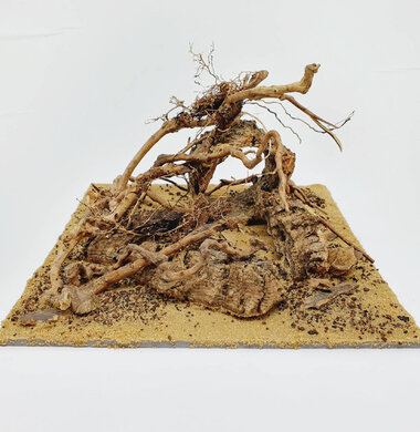 AntScape Biohobby 0623021503023