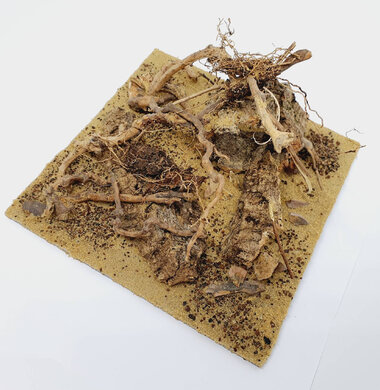 AntScape Biohobby 0623021503023