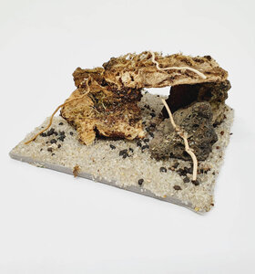 AntScape Biohobby 0123031901019