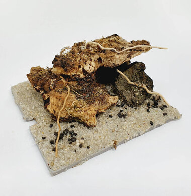 AntScape Biohobby 0123031901019