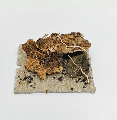 AntScape Biohobby 0123031901019