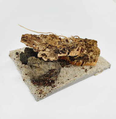 AntScape Biohobby 0123031901019