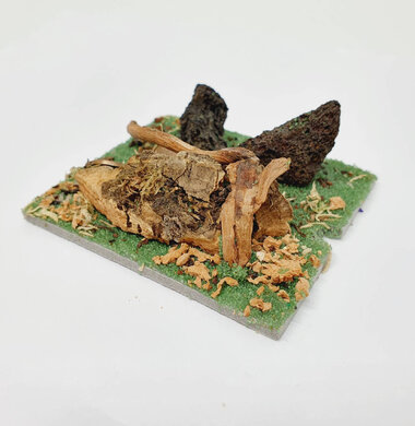 AntScape Biohobby 0123031901022