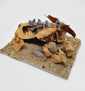 AntScape Biohobby 0123040101004