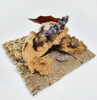AntScape Biohobby 0123040101004