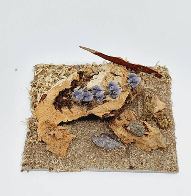 AntScape Biohobby 0123040101004