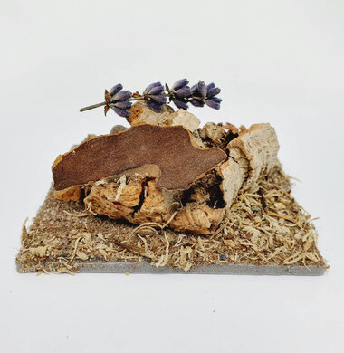 AntScape Biohobby 0123040101004