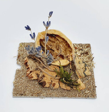 AntScape Biohobby 0123040101007