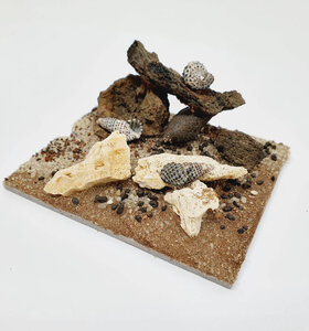 AntScape Biohobby 0123040104003