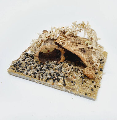 AntScape Biohobby 0123042801028