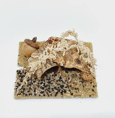 AntScape Biohobby 0123042801028