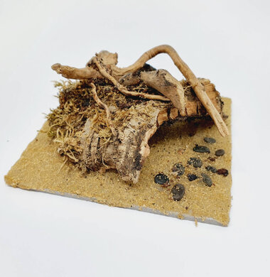 AntScape Biohobby 0223021401008