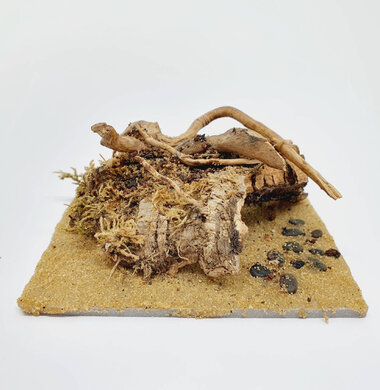 AntScape Biohobby 0223021401008