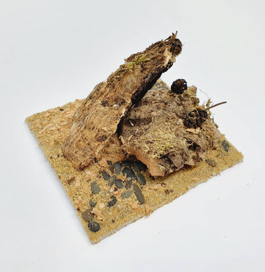 AntScape Biohobby 0223021401010