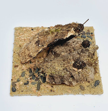 AntScape Biohobby 0223021401010