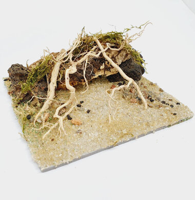 AntScape Biohobby 0223031901011