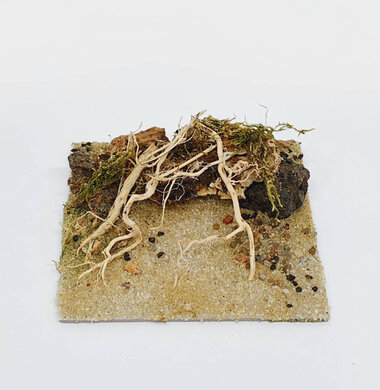 AntScape Biohobby 0223031901011