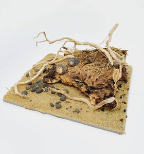 AntScape Biohobby 0223031901013