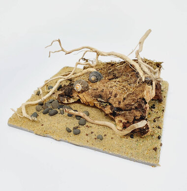 AntScape Biohobby 0223031901013