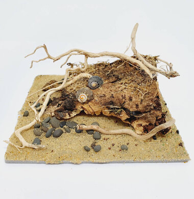 AntScape Biohobby 0223031901013