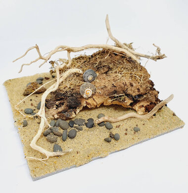 AntScape Biohobby 0223031901013