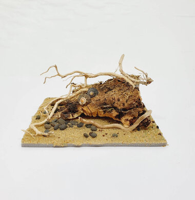 AntScape Biohobby 0223031901013