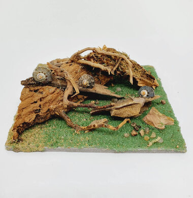 AntScape Biohobby 0223031901015