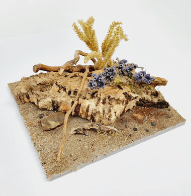 AntScape Biohobby 0223040101008