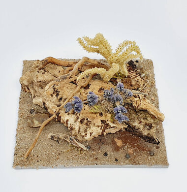 AntScape Biohobby 0223040101008