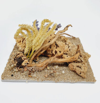 AntScape Biohobby 0223040101008