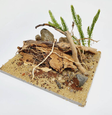 AntScape Biohobby 0223040101009