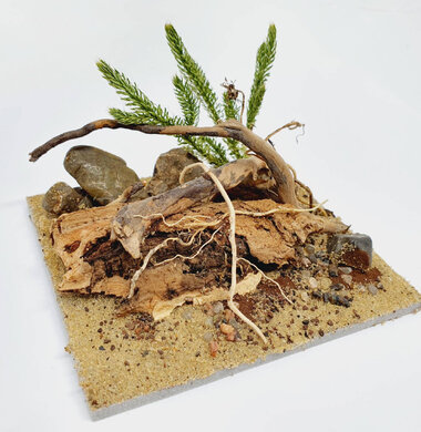 AntScape Biohobby 0223040101009