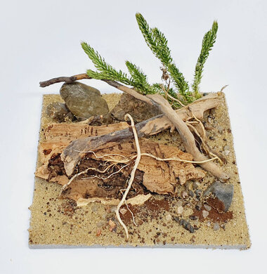 AntScape Biohobby 0223040101009