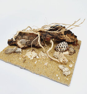 AntScape Biohobby 0223040102010