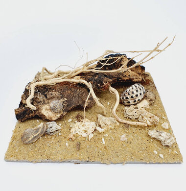 AntScape Biohobby 0223040102010