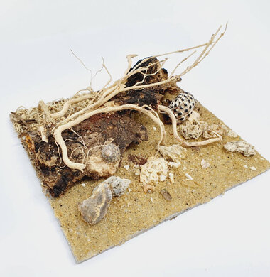 AntScape Biohobby 0223040102010