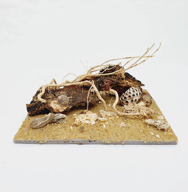 AntScape Biohobby 0223040102010