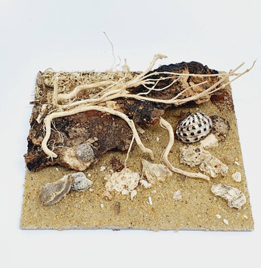 AntScape Biohobby 0223040102010