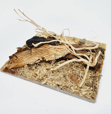 AntScape Biohobby 0223040102010