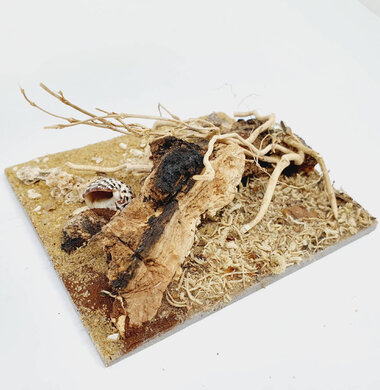 AntScape Biohobby 0223040102010