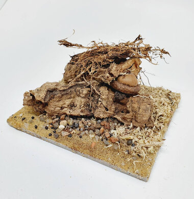 AntScape Biohobby 0223042801022