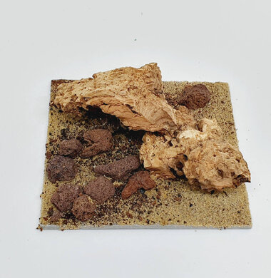 AntScape Biohobby 0223042803013