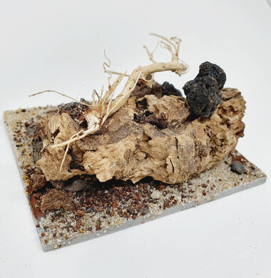 AntScape Biohobby 0223042803015