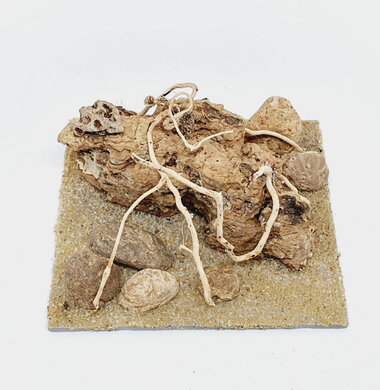 AntScape Biohobby 0223042803025