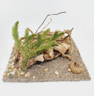 AntScape Biohobby 0223060901004